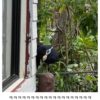 Thumbnail of new posts 165