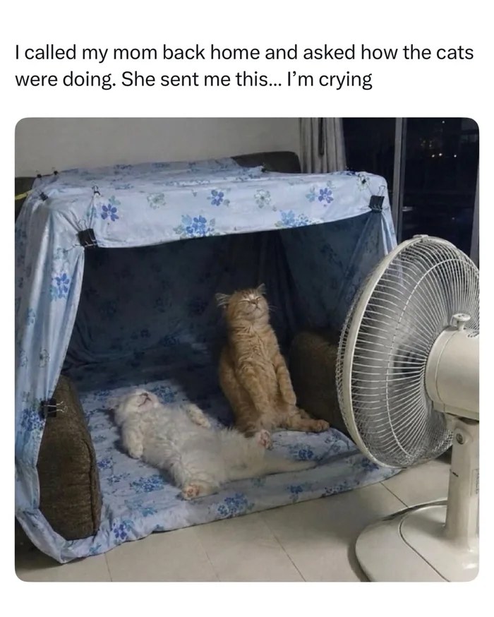 扇風機の前でくつろぐ猫たちの写真