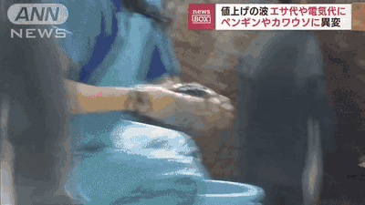 サバを差し出される日本の水族館のペンギン