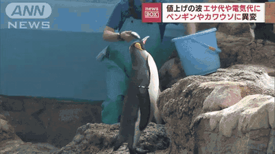 サバを食べたがらずそっぽを向くペンギン