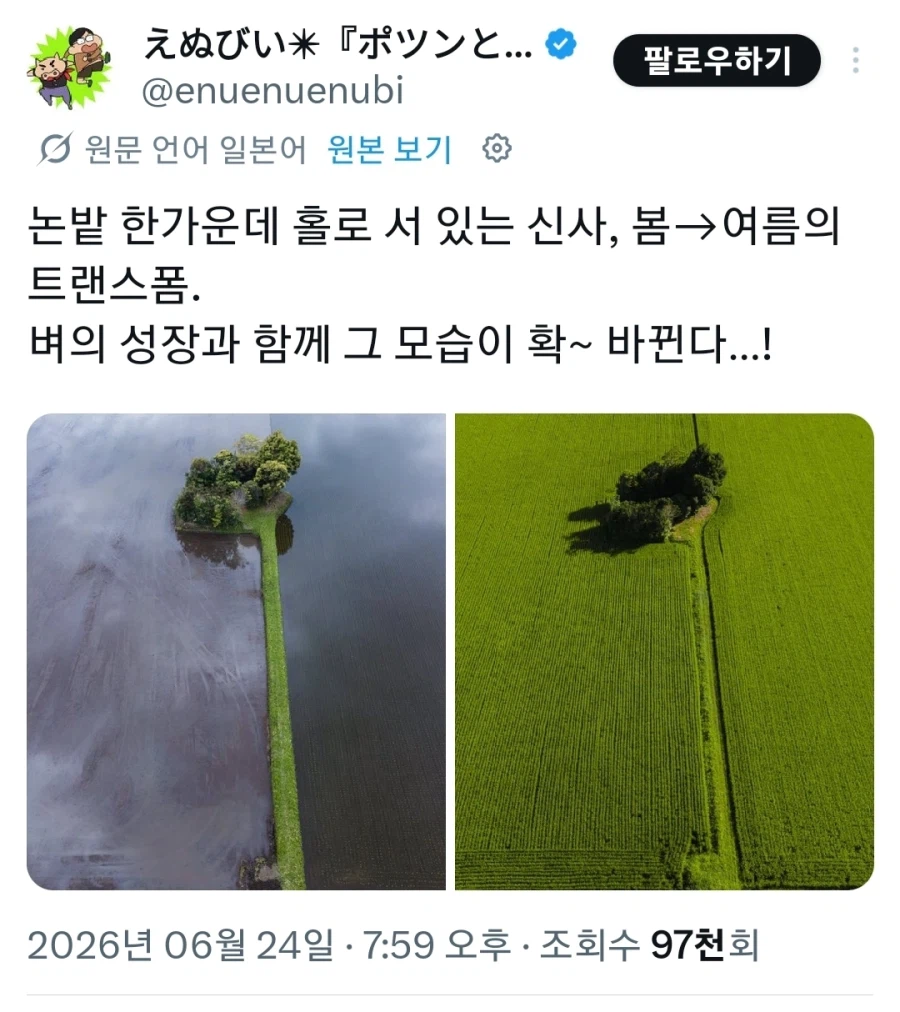 水を張った春の田んぼの真ん中に残された木立と神社を空から見た様子