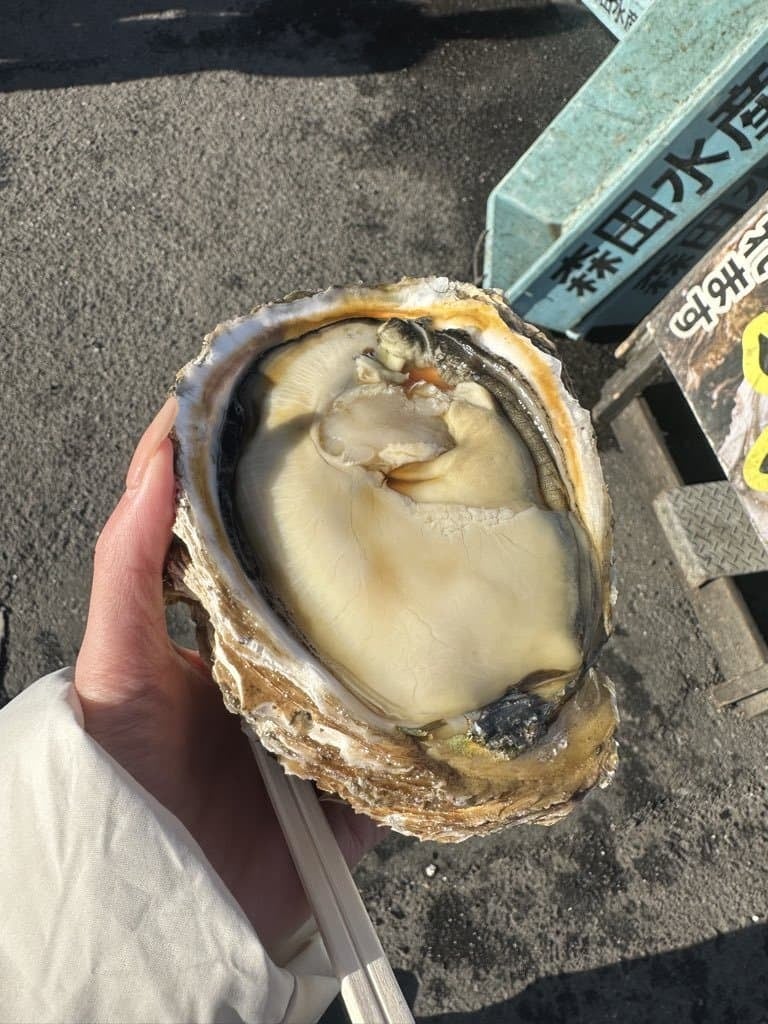 韓国の投稿に掲載されたイワガキの写真1