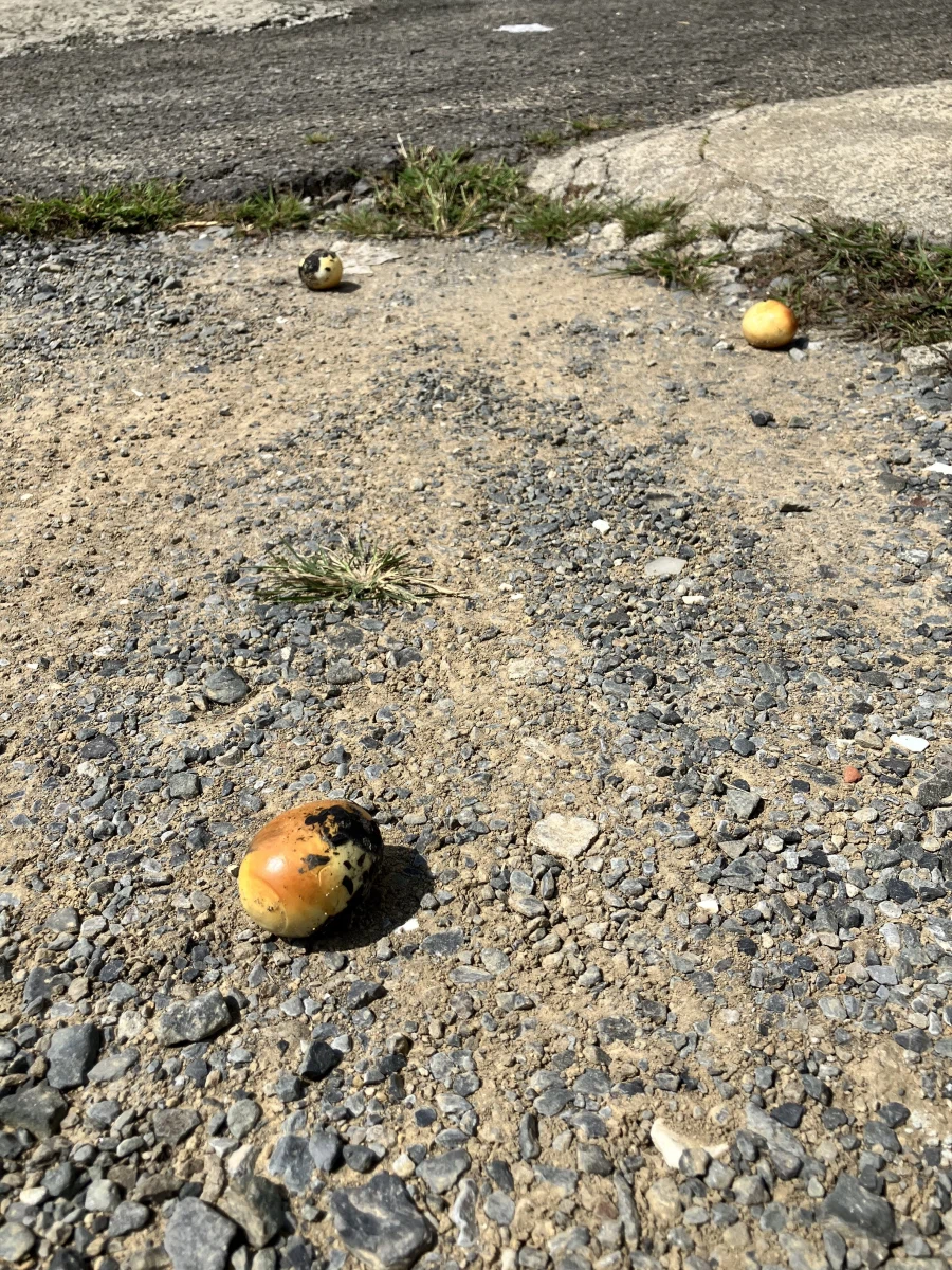 燻製器から転がり落ちた食材の写真